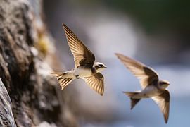 Uferschwalben fliegen (Riparia riparia)