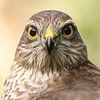 Sparrowhawk head study by Wouter Midavaine