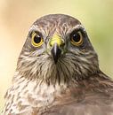 Sparrowhawk head study by Wouter Midavaine thumbnail