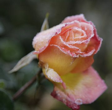 Die Rose von Betty Heideman