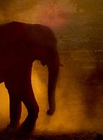 Jumbo in tegenlicht