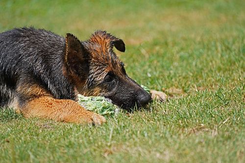 Schapenhond (puppy) liggend met speelbot