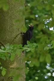 Black Woodpecker ( Dryocopus martius ), adult male, perched at a tree, beech, searching for food, ty