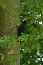 Schwarzspecht ( Dryocopus martius ) sitz verborgen zwischen grünen Blättern am Stamm einer Rotbuche van wunderbare Erde thumbnail