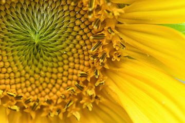 Het geel en groen in de close up zonnebloem