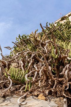 Cactussen bij Caminho Da Baleeira | Portugal | castus | heftig van Femke Ketelaar