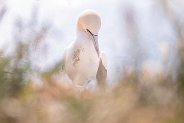 Gannet with young through vegetation Helgoland
