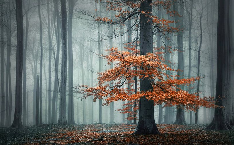 Herfst jurk van Rob Visser