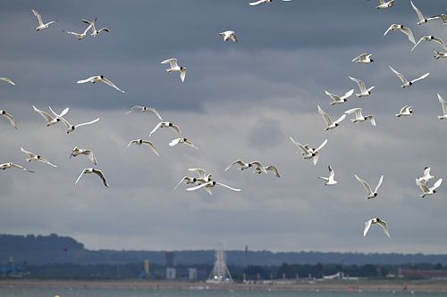 mouettes sur la côte normande