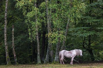 Paard aan de rand van het bos van Jürgen Schmittdiel Photography