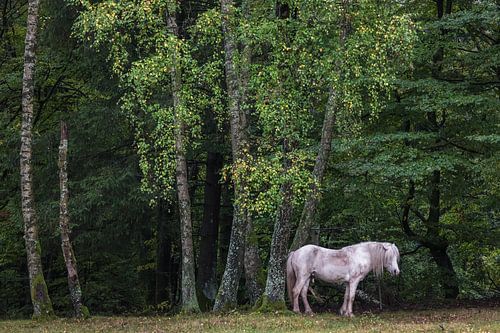 Paard aan de rand van het bos