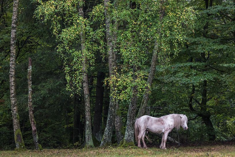 Pferd am Waldrand von Jürgen Schmittdiel Photography