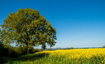 Frühling am Meer