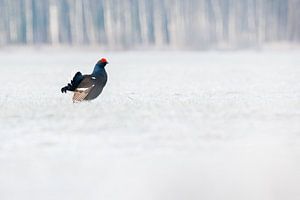 Vögel | Schneehuhn in die Schnee - Natur Estland von Servan Ott