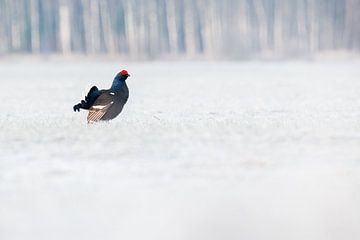 Vogels |  Korhoen in de sneeuw - Natuur Estland  van Servan Ott