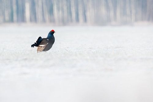 Vögel | Schneehuhn in die Schnee - Natur Estland