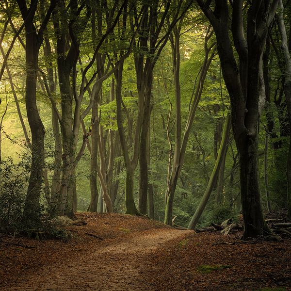 Im Land von Hänsel und Gretel..... von Peter Korevaar