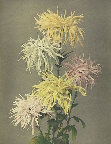 Nami-chi-dori, Ogawa Kazumasa