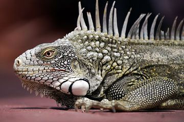 Iguana by Humphry Jacobs