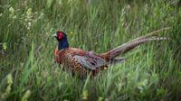 Pheasant in the tall grass