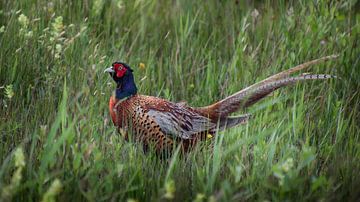 Fazant in het hoge gras van Lennart ter Harmsel