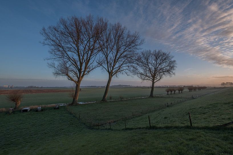 Bomen by Moetwil en van Dijk - Fotografie