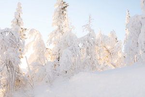 Schneebedeckte Bäume in Skandinavien, tiefstehende Sonne