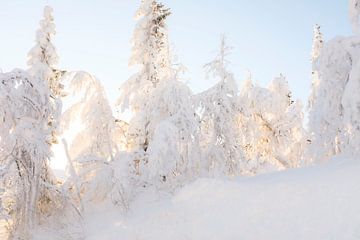 Besneeuwde bomen in Scandinavië, laagstaande zon van Melissa Peltenburg