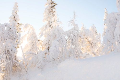 Besneeuwde bomen in Scandinavië, laagstaande zon