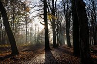 Magistralischer Pfad