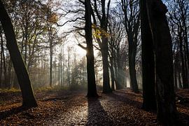 Magistralischer Pfad