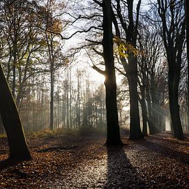 Magisterial path by Bassie's winkel