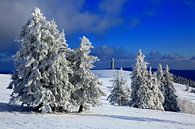 Sneeuwbomen op de Felberg van Patrick Lohmüller thumbnail