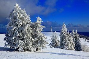 Schneebäume auf dem Felberg