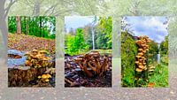 Herfst drieluik met paddenstoelen in het bos van Photo Henk van Dijk thumbnail