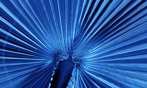 Fan palms leaf in blue