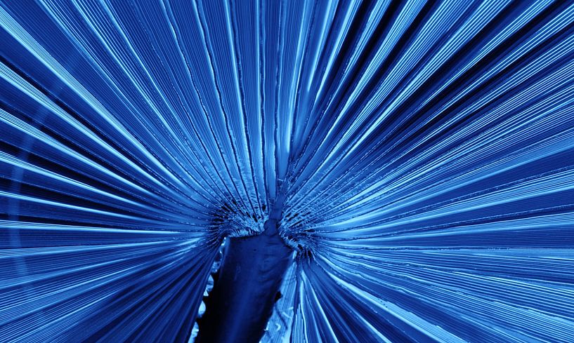 Feuille de palmier-éventail en bleu par Werner Lehmann