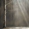 Birch Magic | The Light and Purity of Nature's Protective Embrace by Karina Brouwer