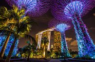 Singapore By Night - Gardens by the Bay by Thomas van der Willik thumbnail