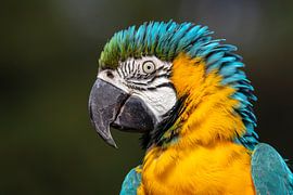 Blue-and-yellow macaw