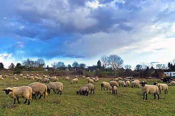 Ferme bio avec des moutons à tête noire dans la Märkische Schweiz sur Silva Wischeropp