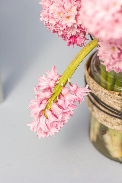 Baby roze hyacinten von Petra Brouwer