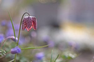 Blumen Teil 108
