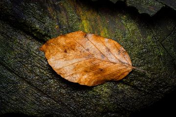 Golden brown autumn leaf on tree stump by Erwin Pilon