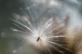 Seed in a fluff: Field thistle