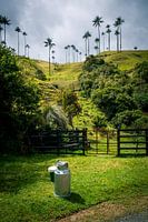 Milk canister and wax palms