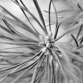 Touch of light at a delicate young pine shoot in BW by AS Photography