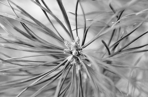Ein Hauch von Licht an einem zarten jungen Kieferntrieb in BW von AS Photography