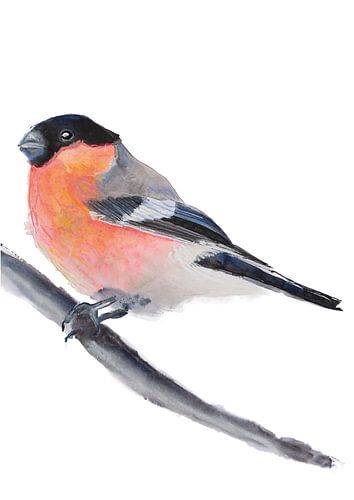 The Bullfinch bird illustration