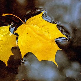 Gele herfstbladeren van Laimute Kuriene